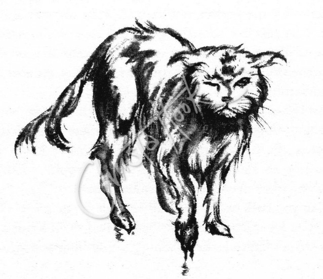 Do cats really need a bath?